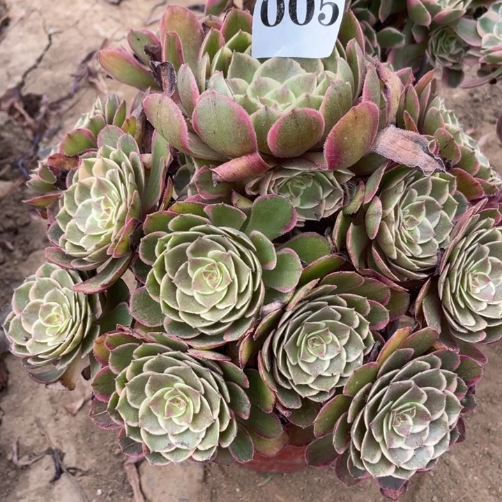 无花朵005多肉植物粉花妖