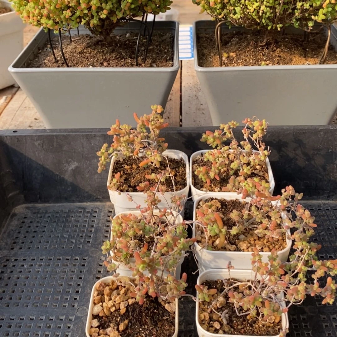 枝干番杏多肉植物216