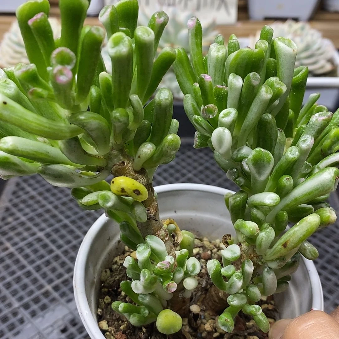 1101 老桩吸财树锦自然群