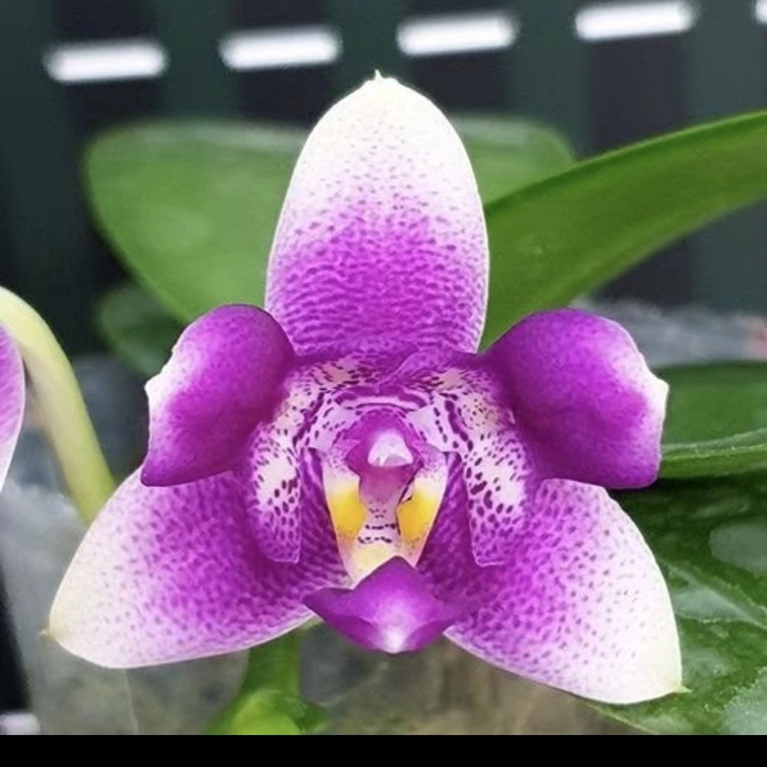 猫脸(三唇瓣)      苗