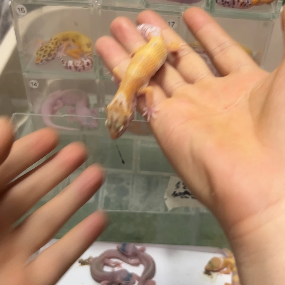 豹纹守宫豹纹守宫苗子