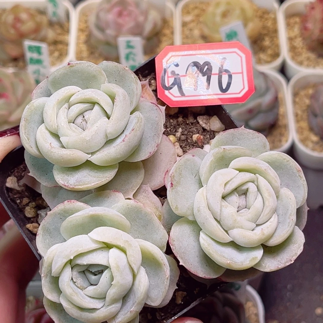 G996一物一拍 精选胖虎