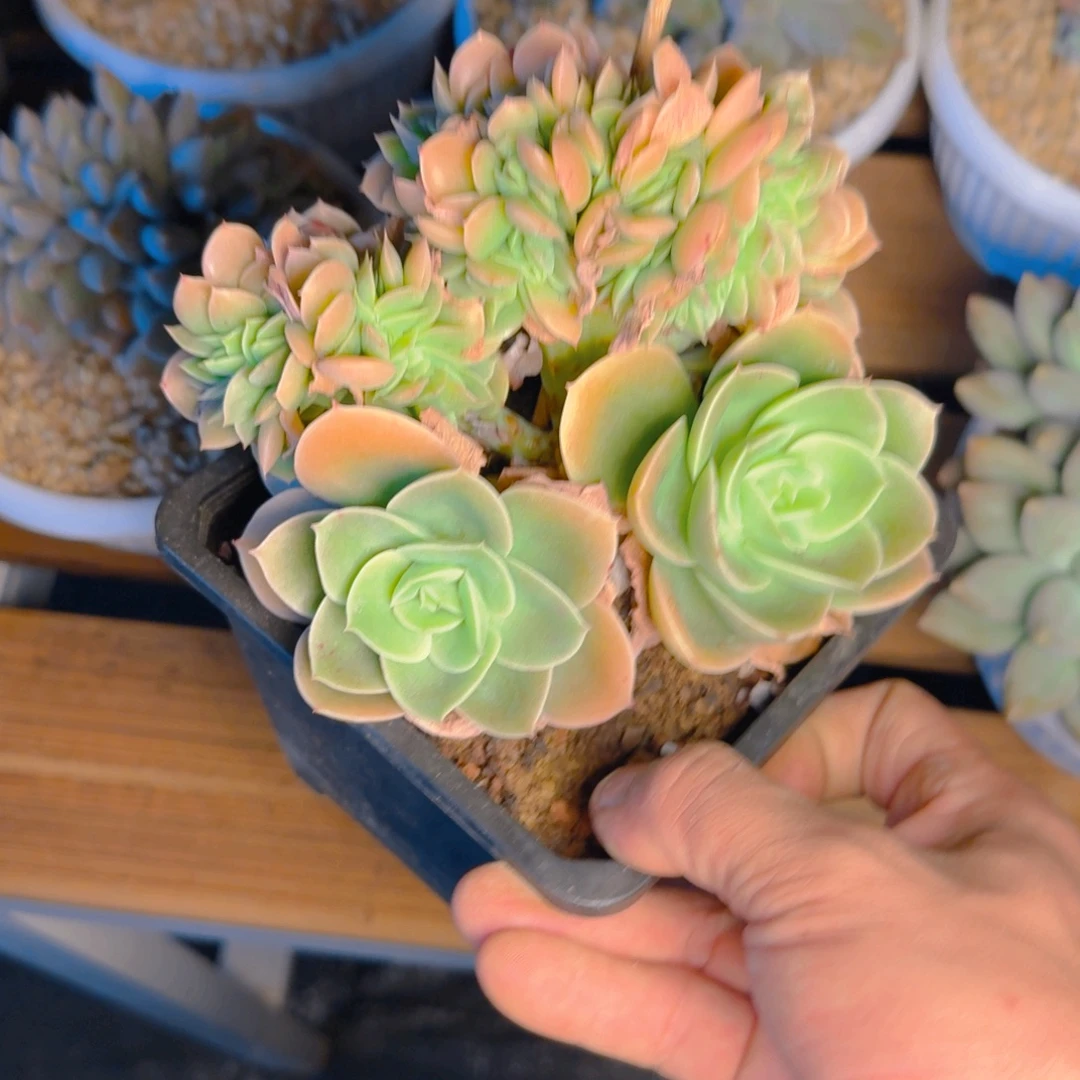 星娜塔树福利多肉1111111111