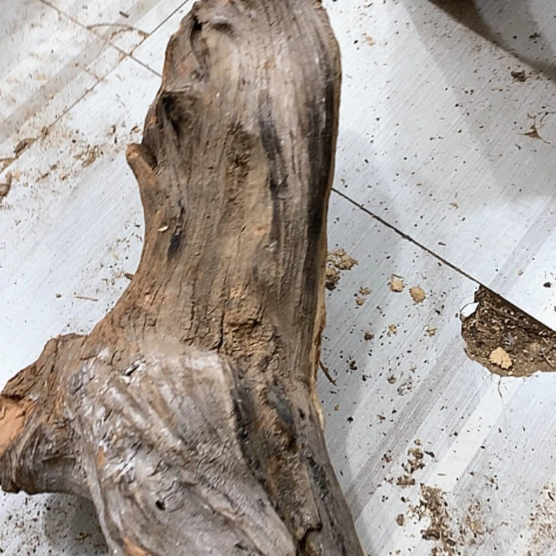 【闪购商品】柏木煌**雕我们都是好孩子