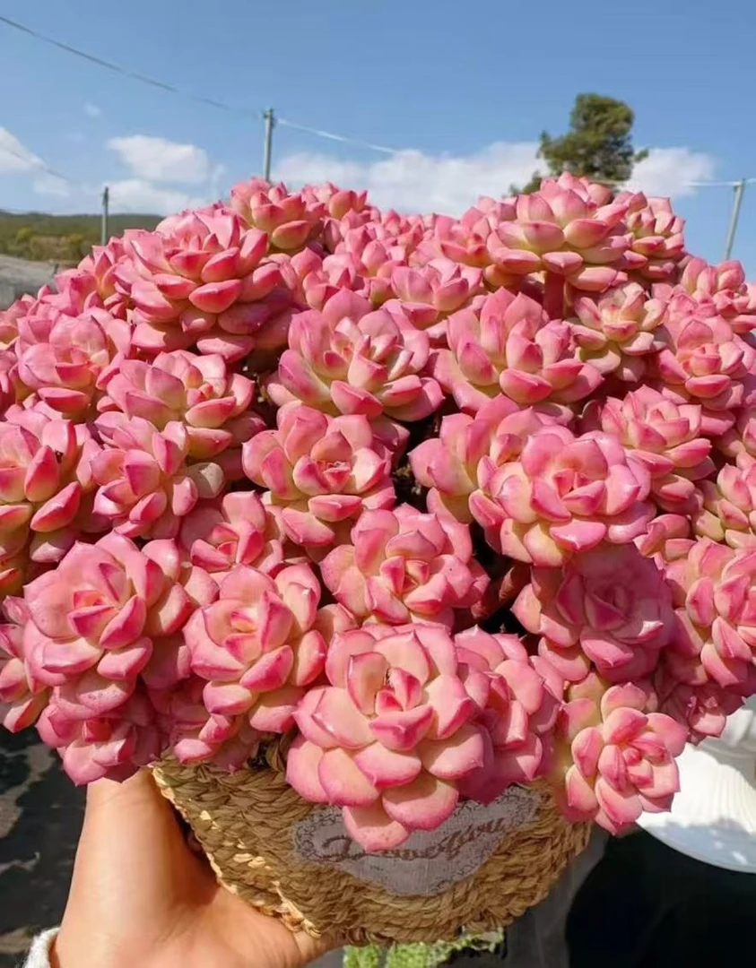 XX甜心玫瑰艾格里斯 +草编篮绿植盆栽  云南基地直发 带盆带土