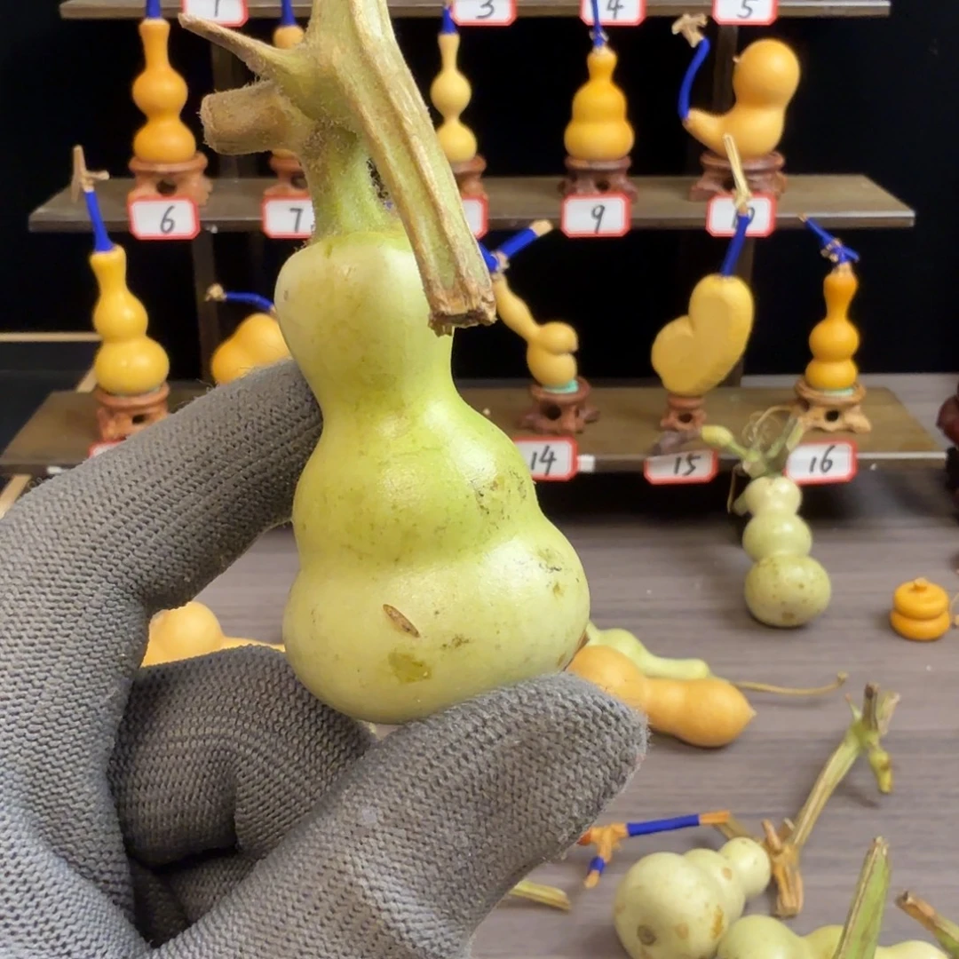 虎***虎木这个时候应该可以