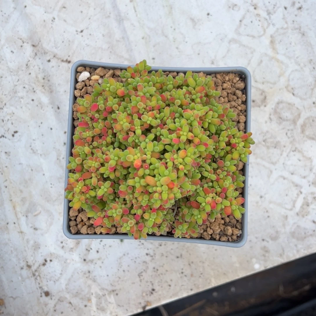 眼***石1006化石蜜橘专拍老桩