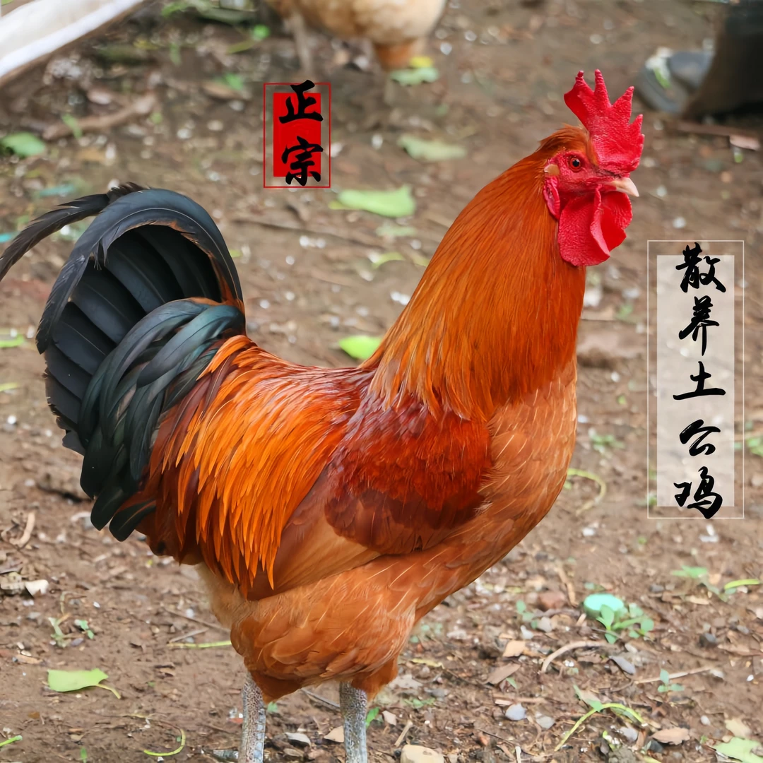 王屋山散养200天土公鸡//顺丰包邮（附赠炒鸡酱料包、大盘鸡、熬炒鸡、红焖鸡、香而不柴、不腻不腥）毛鸡3斤以上