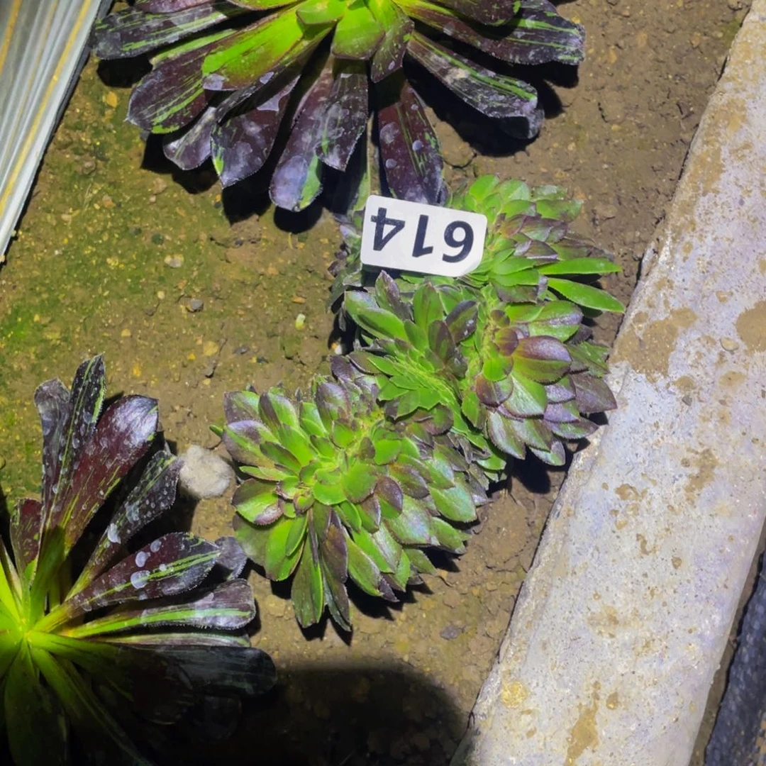 花月夜缀多肉植物614