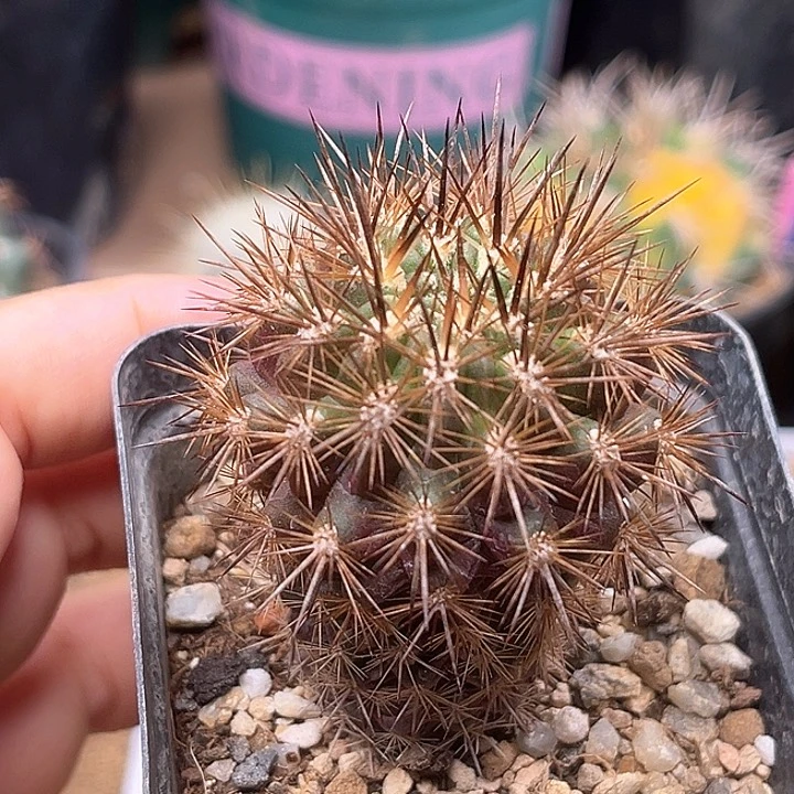 无花朵输入种源狂刺智利球属实生球3.8cm