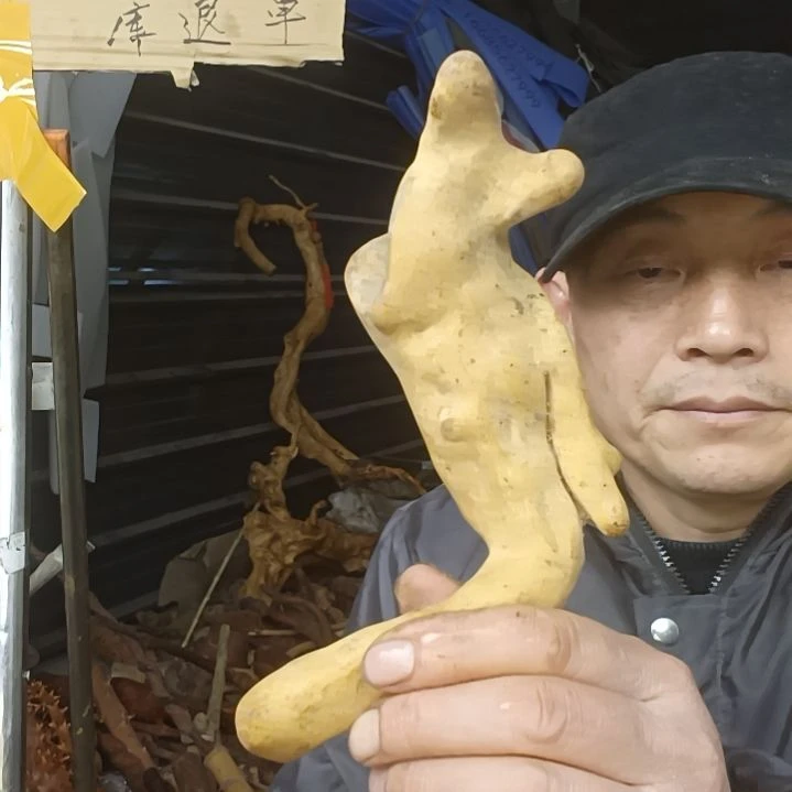 稳定木简***！贵州檬子木   铁马鞭   根艺  半成品