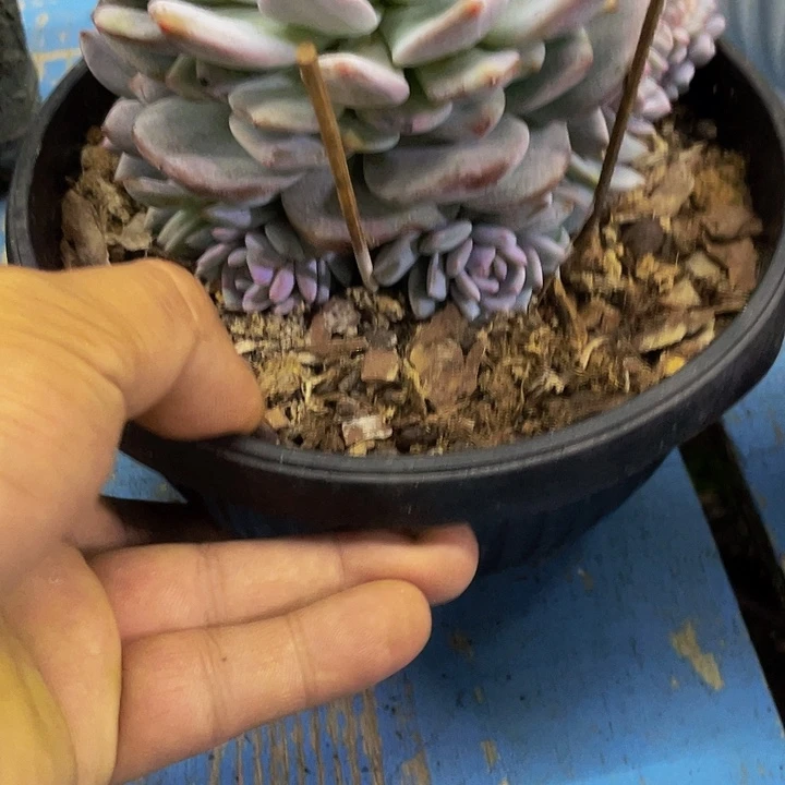星星橙子捧花带缀化