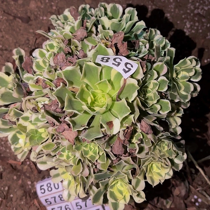 558雨花石多肉植物不售后
