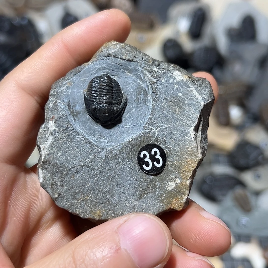 鄧***生古生物蚜头虫三叶虫