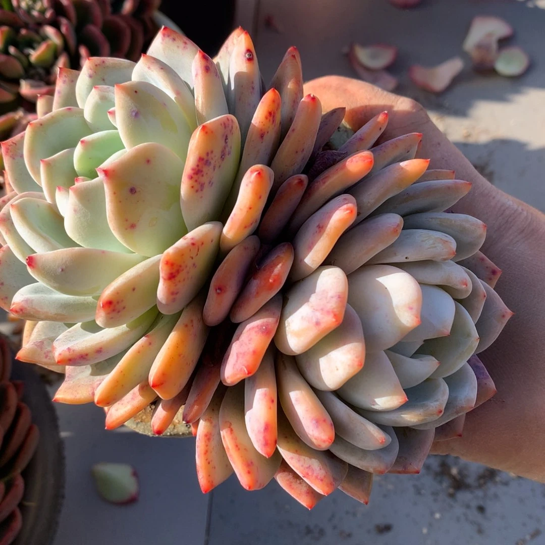 橙子多肉一物一拍