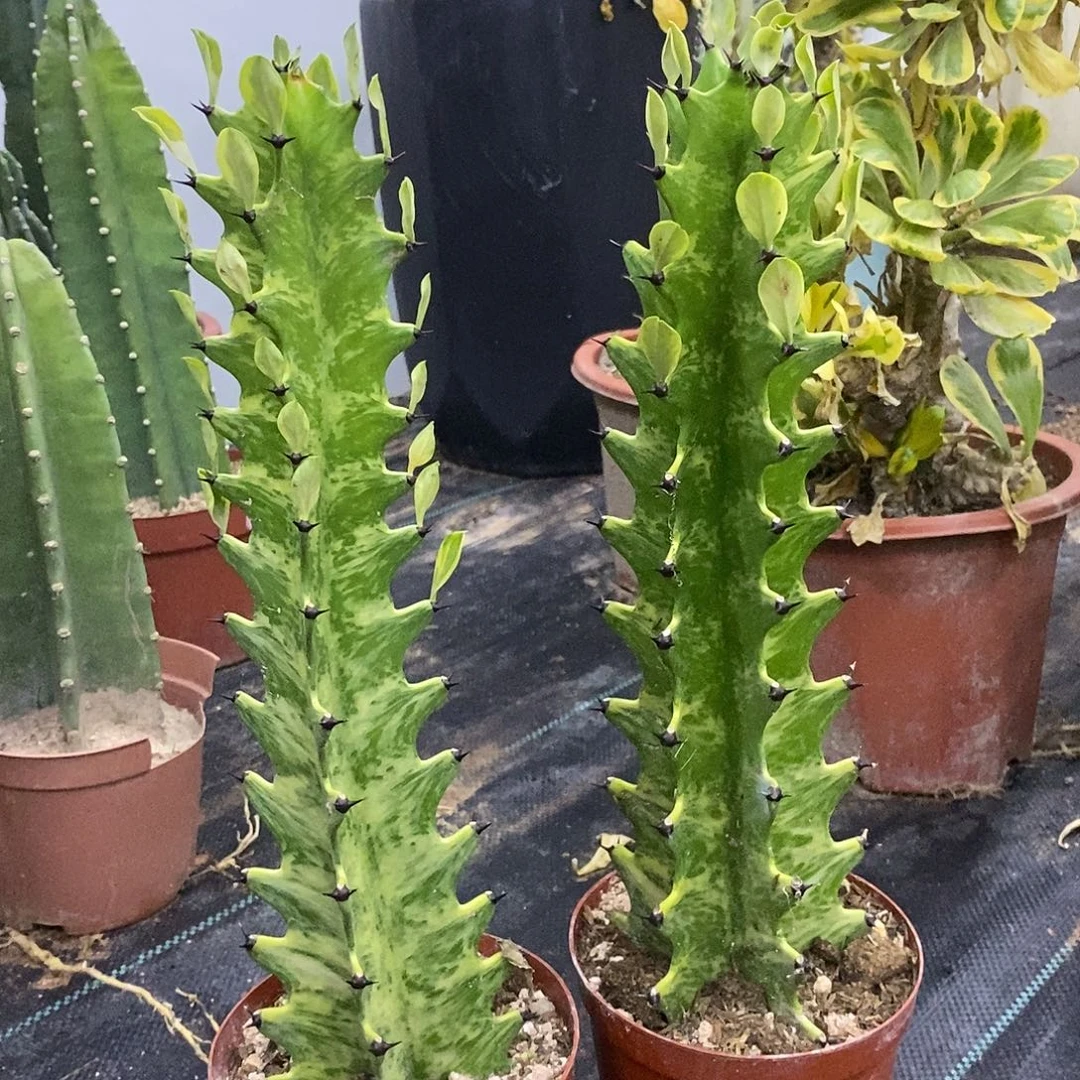 虎斑大戟一物一拍