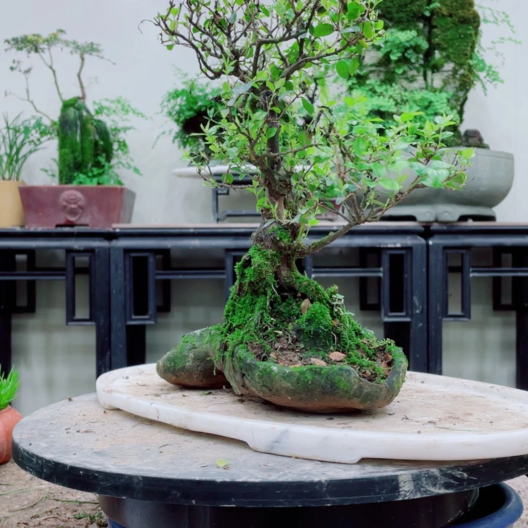 无铅玻璃井铁线蕨等植物的生长发育和生长