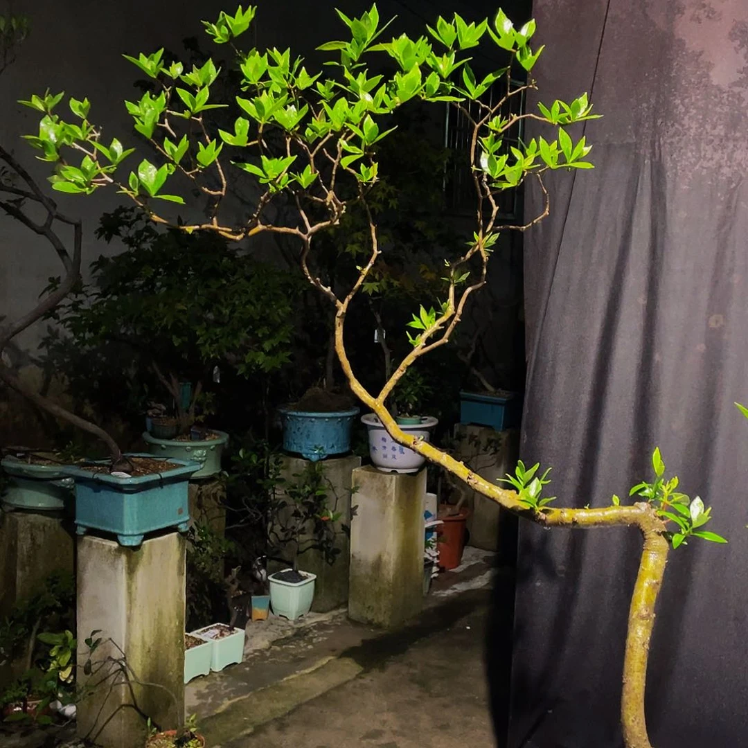 用***3无花朵栀子花包邮哦哦哦