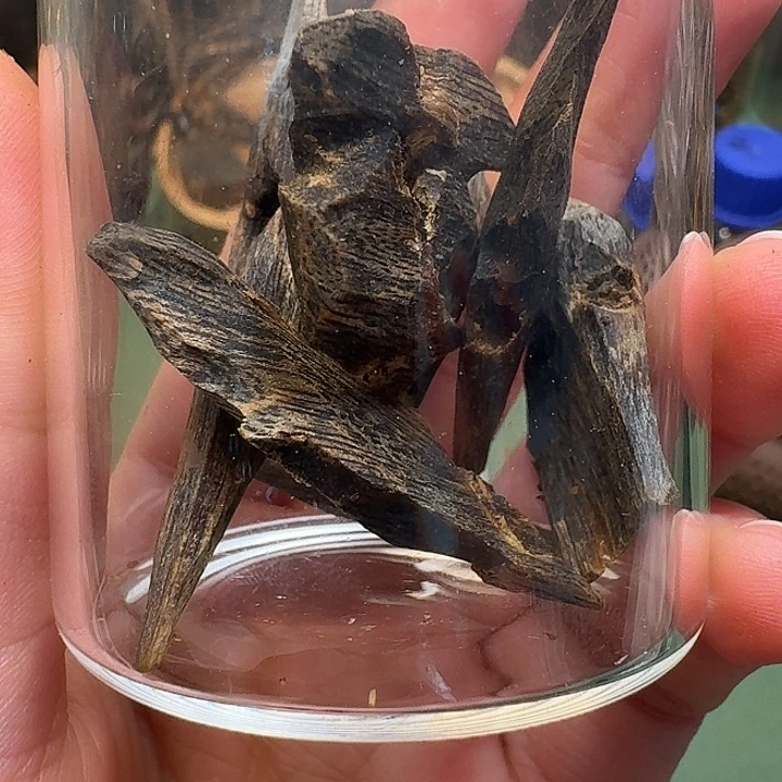 齐****沉香沉香碎屑海南高端老棋楠汝湖树心油老料10克