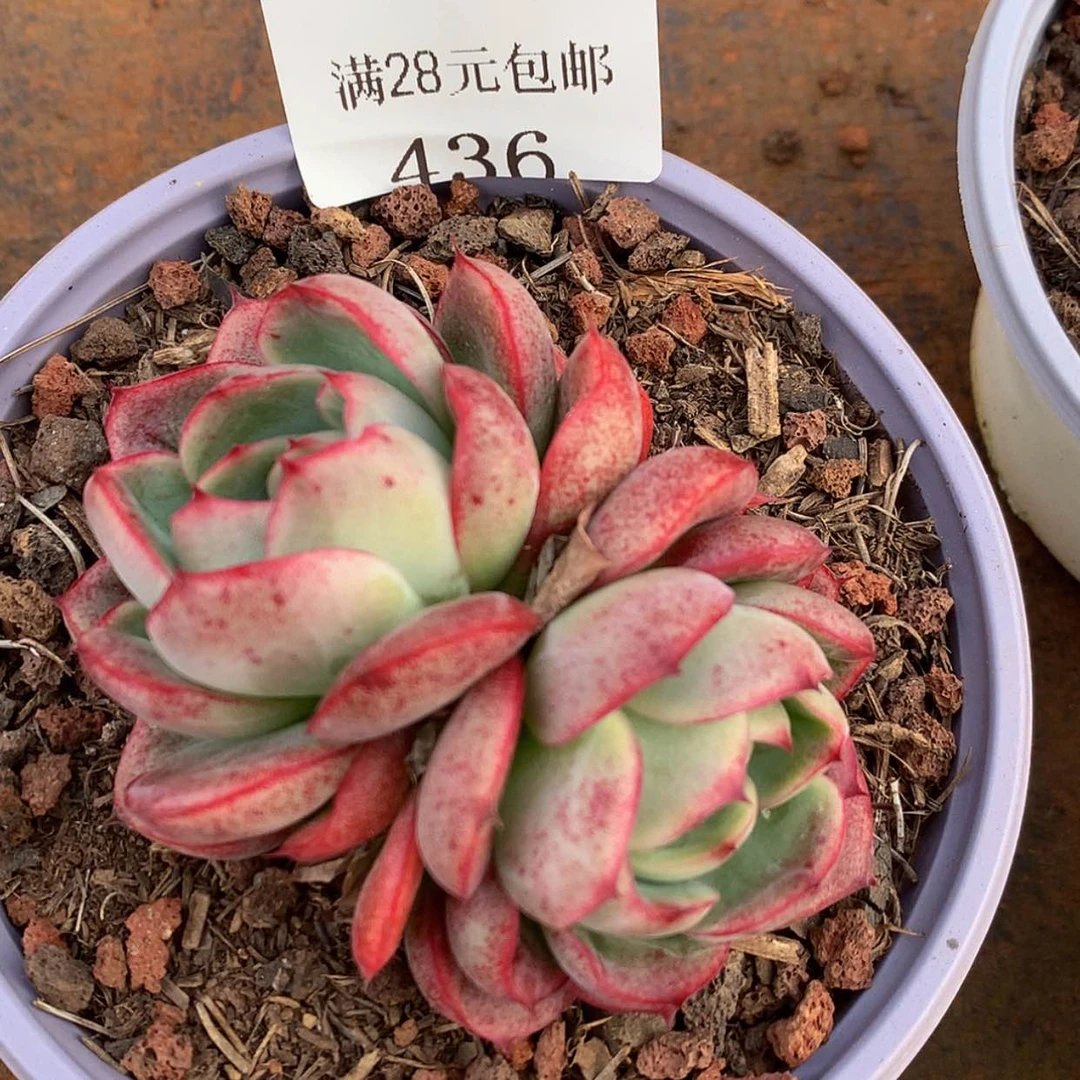 【闪购商品】云436号