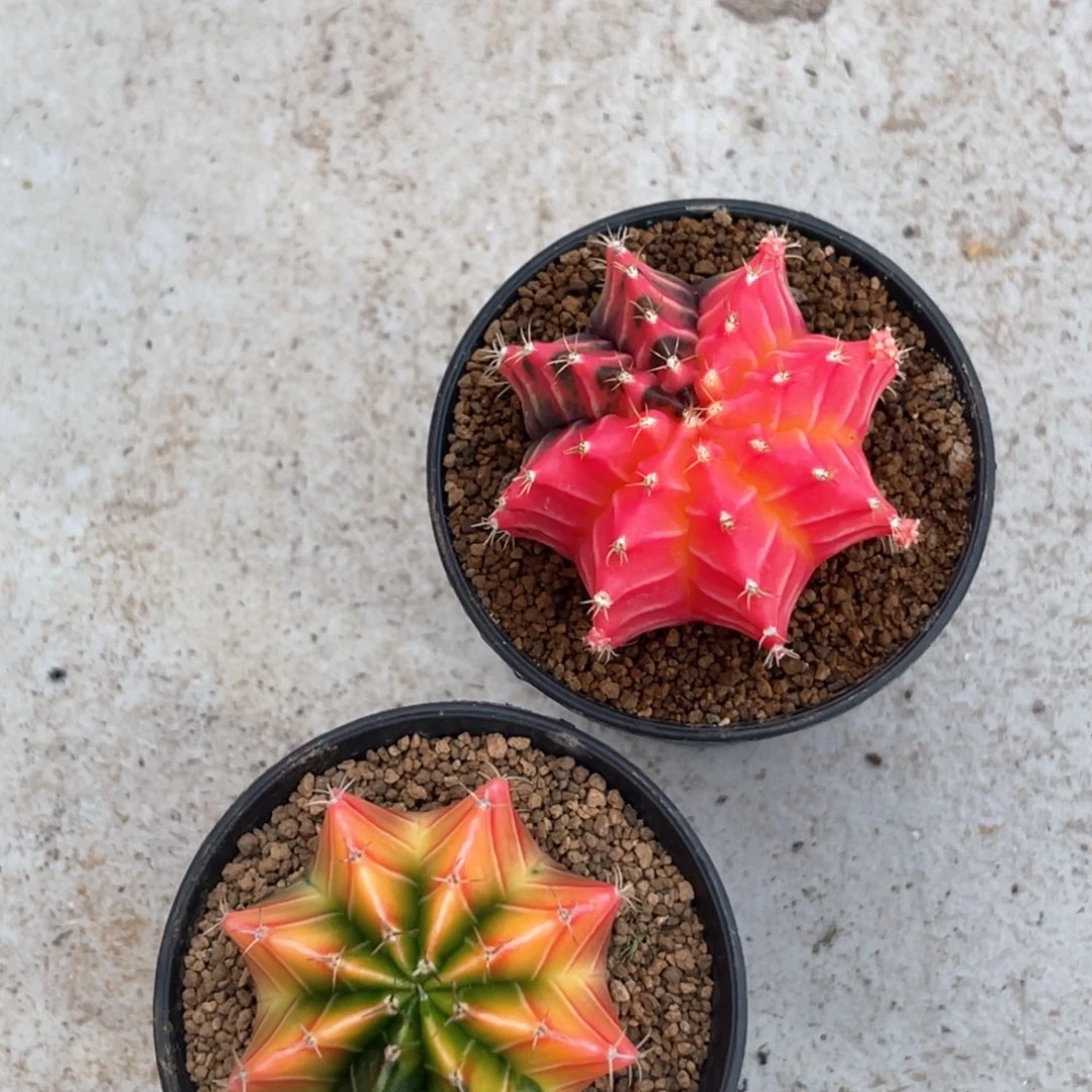 （****）实生米哈福利哈哈哈哈