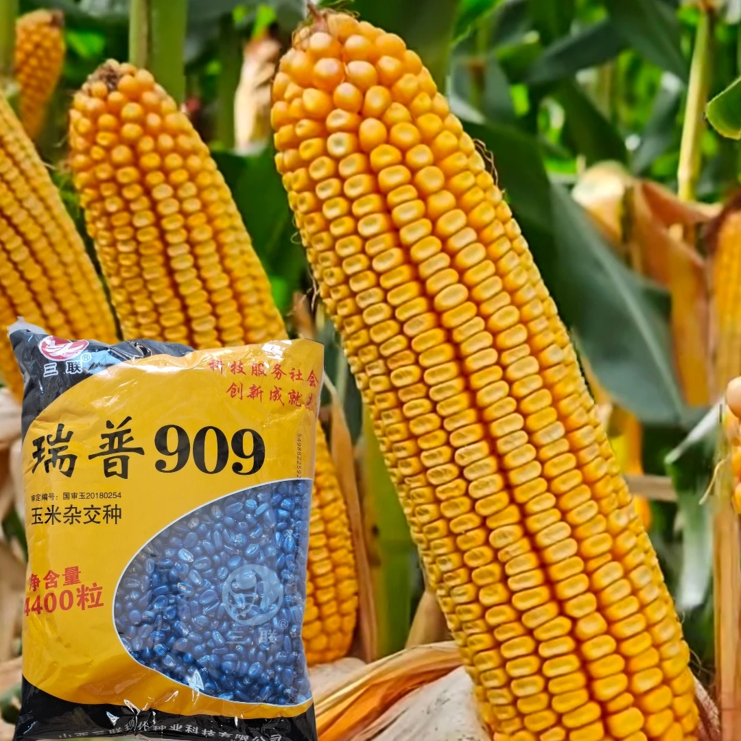 抗旱高产玉米种瑞普909