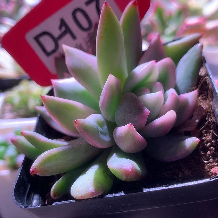 双头香槟锦有根有
