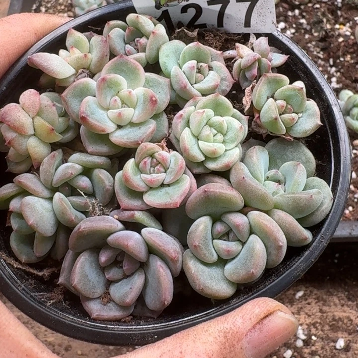 无花朵多肉植物多肉植物