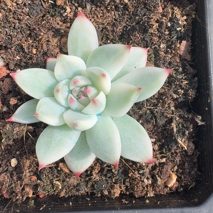 吉娃娃锦一物一拍