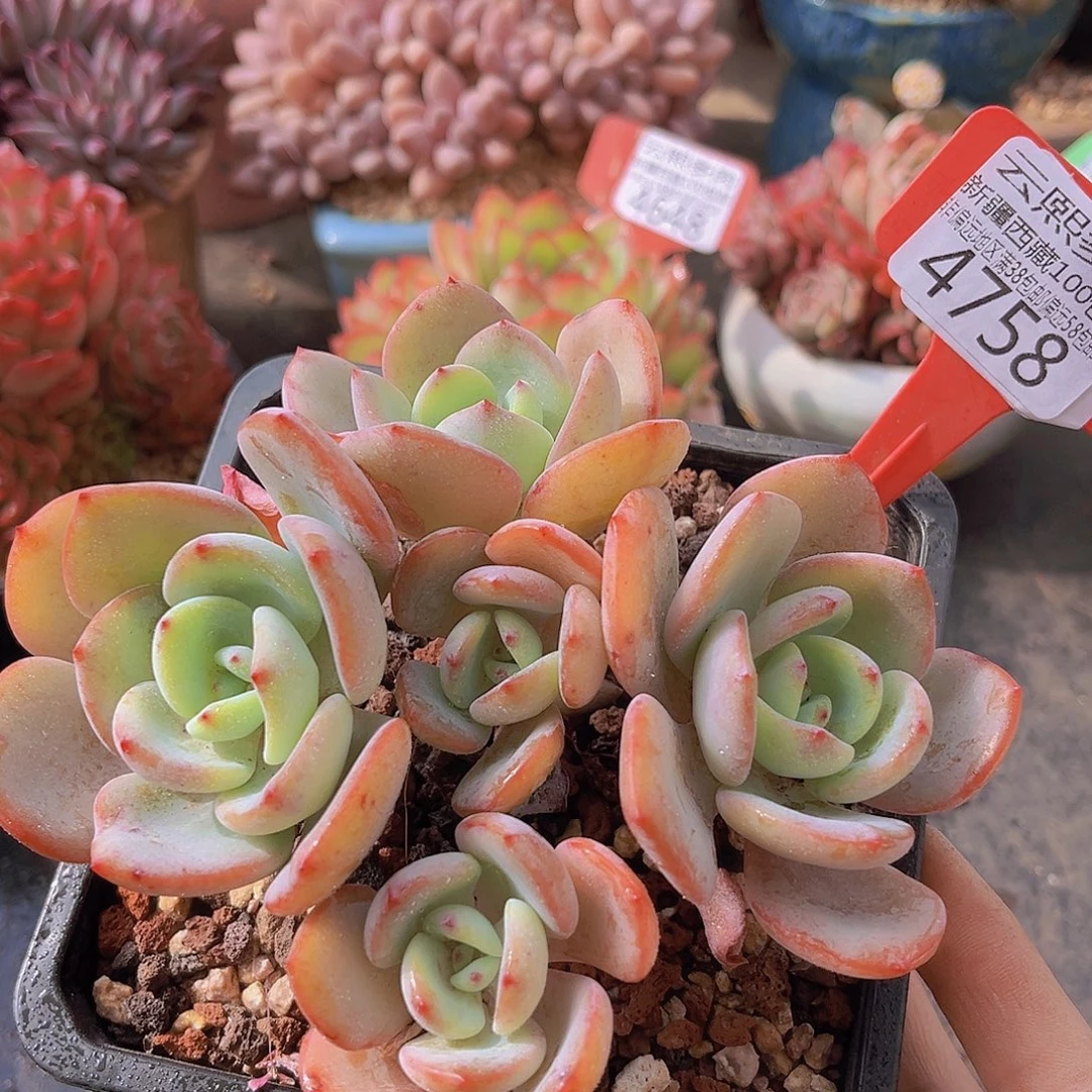 4758白月光多肉植物