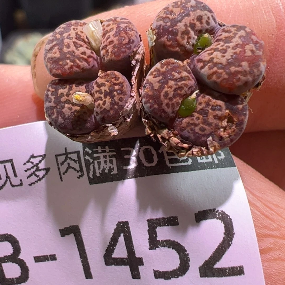 多肉植物1111111111111