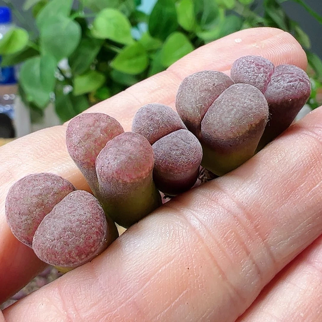 无花朵红风铃一手包邮