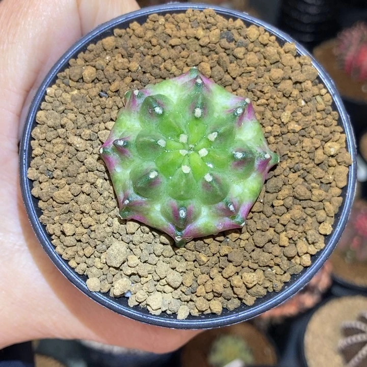 龟甲轮回 米哈仙人球