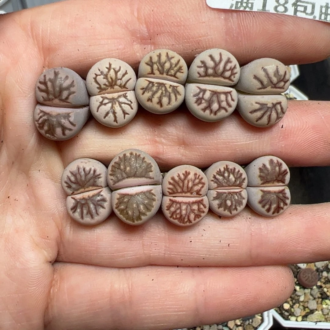 【闪购商品】739……