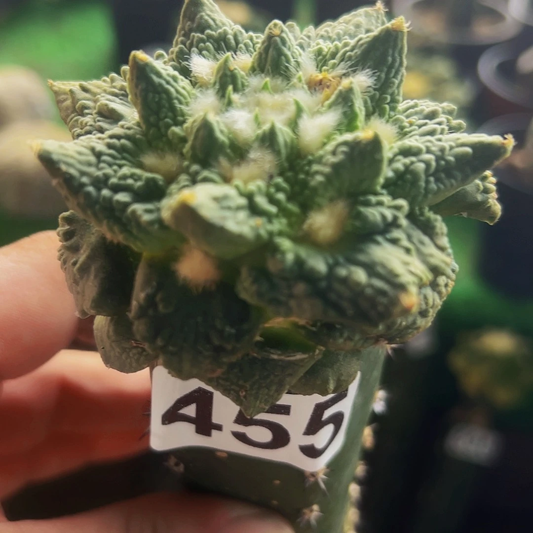 无花朵福利怒涛牡丹455