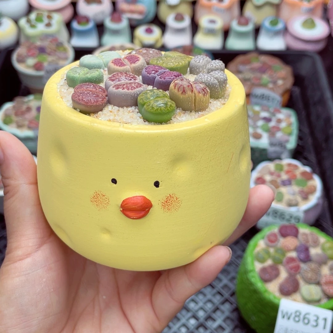 w8632 带盆土发货一物一拍