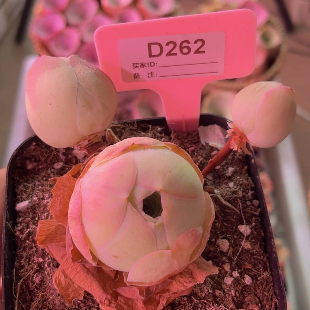 凤玥玫瑰一物一拍D262