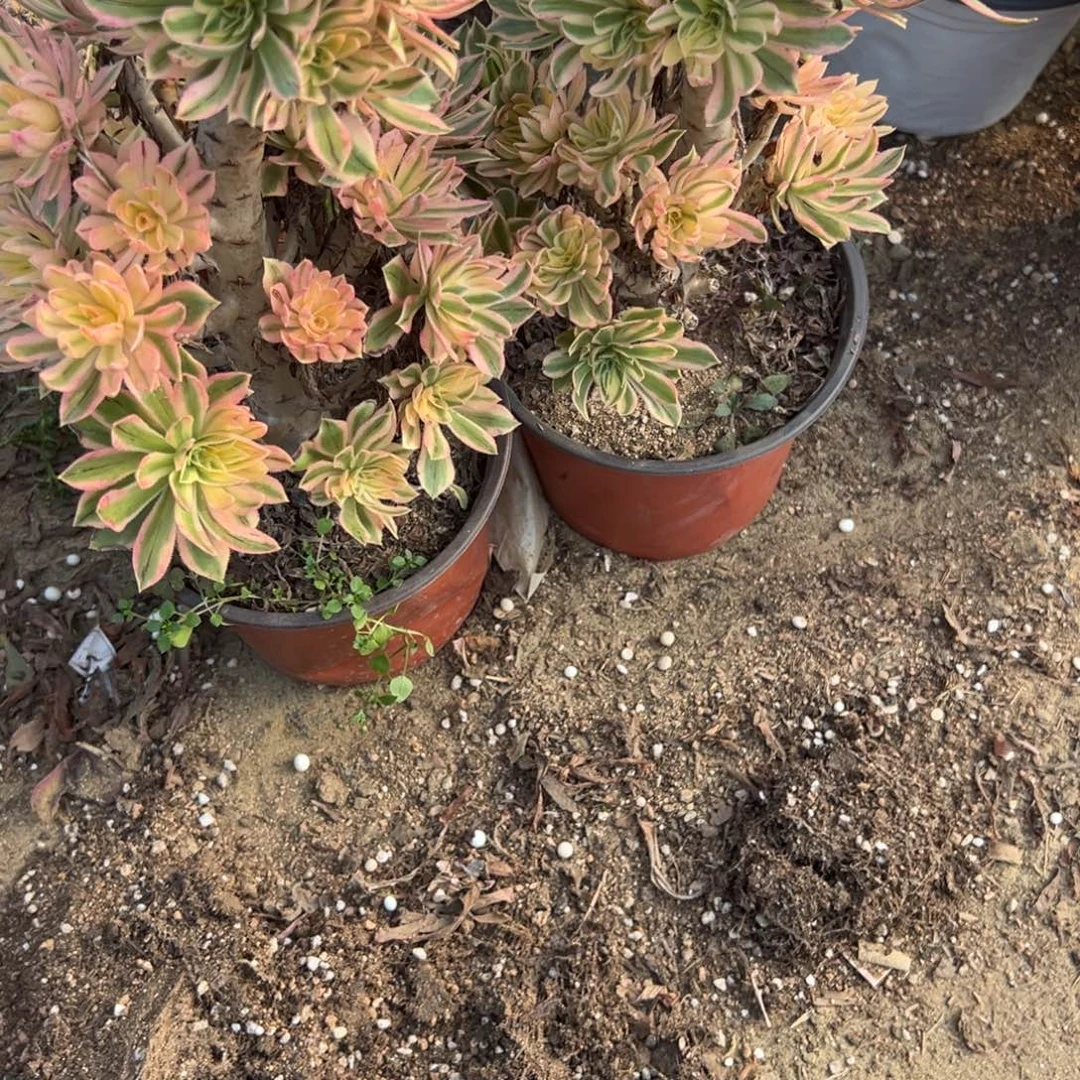 红***艺782两颗组合多肉植物法师多肉