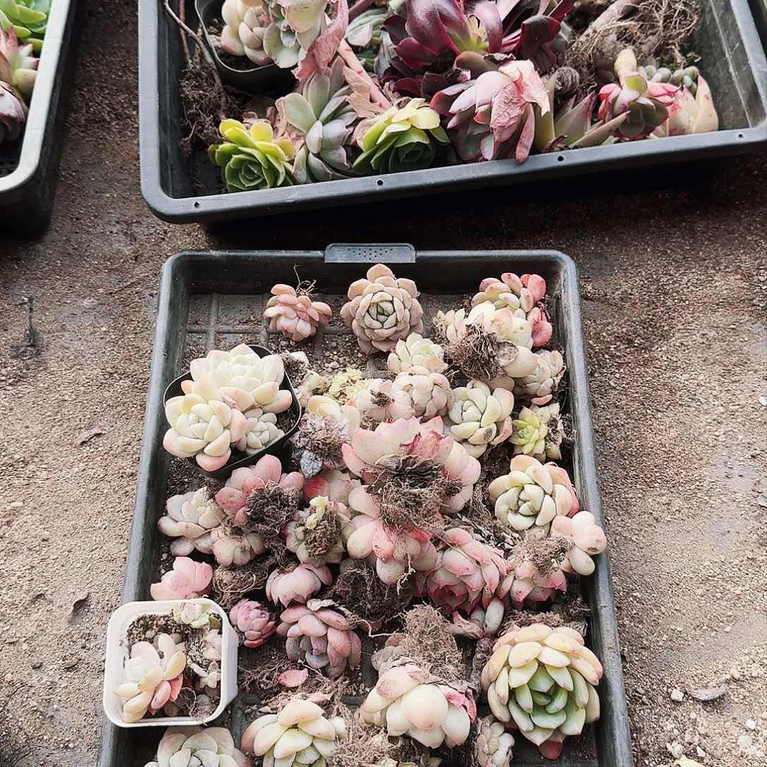 满20包邮零下拍保温箱无售后