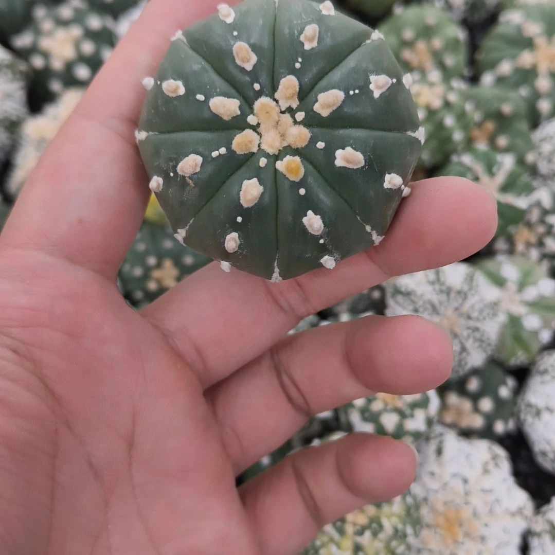 连线琉璃兜兜哈哈哈哈