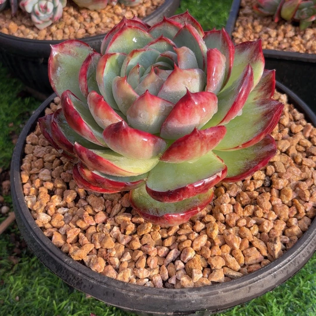 一物一拍，惊鸿仙子包子