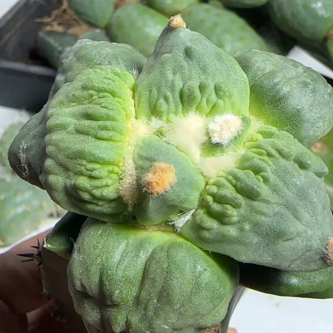 无花朵优选顶级涛721