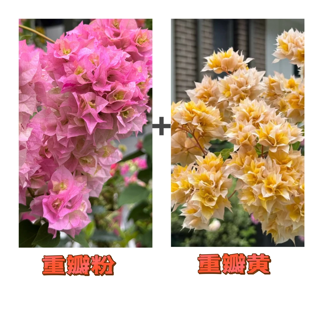 (重瓣粉+重瓣黄金)到手2棵 三角梅 带图带根带枝叶(不带花不带盆)