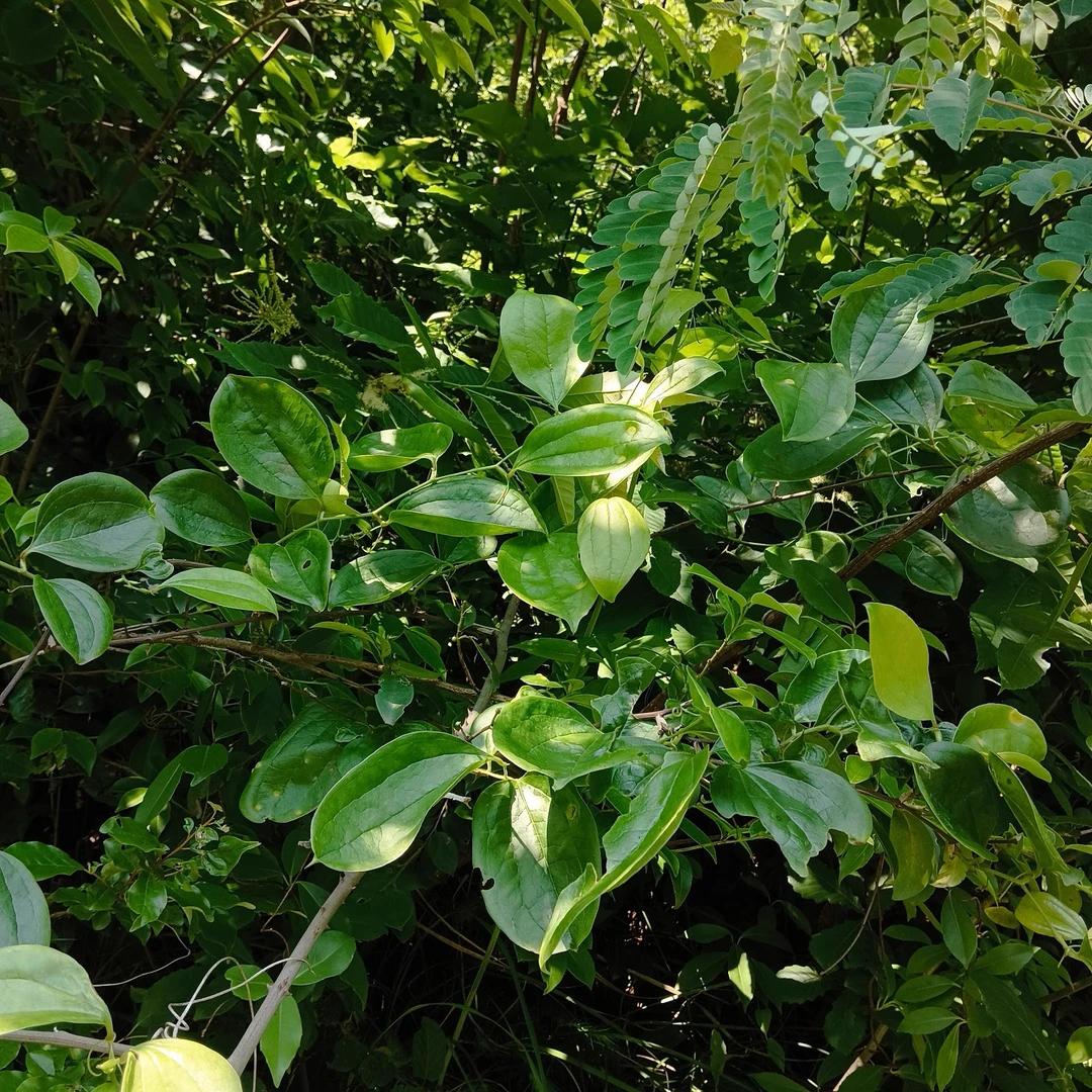 野生新鲜金刚藤（纯天然，无添加，30年以上晒干货）