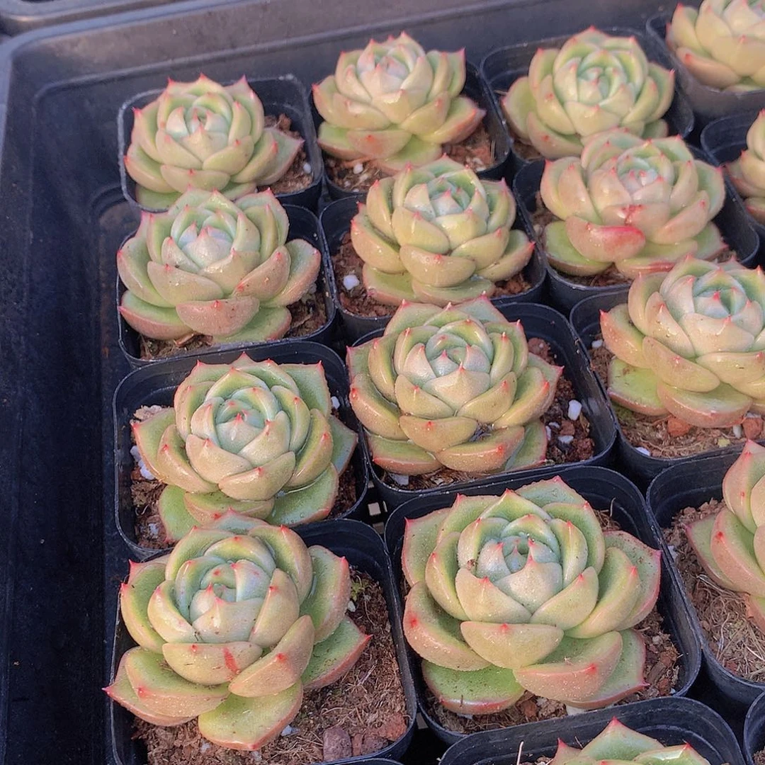 两颗冰宝龙356778889990000