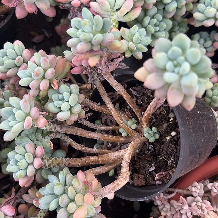 达芙妮。