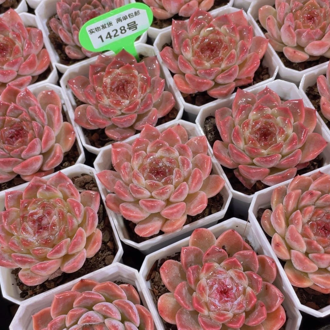 1428号 全状态樱花冰魄单头一个