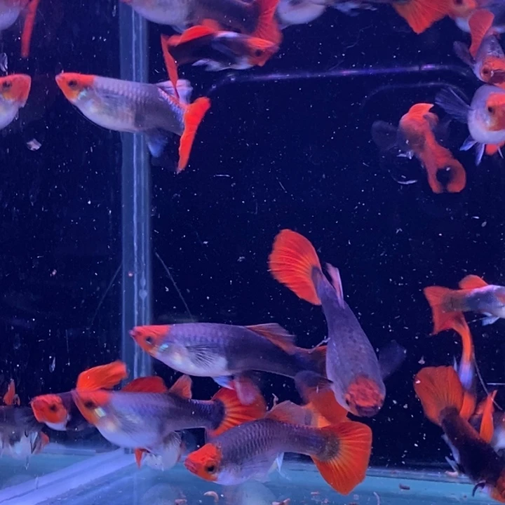 孔雀鱼蓝贵族20条