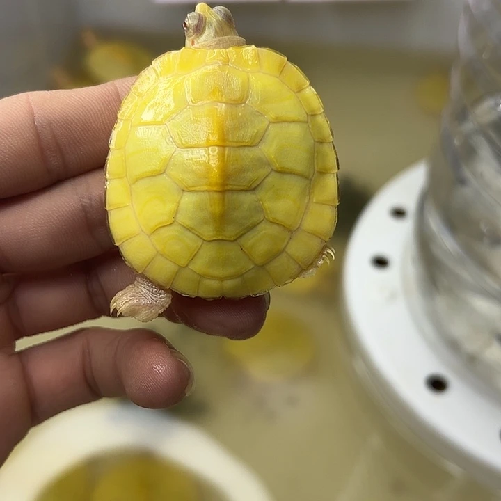 不分公母宠物龟巴西苗子