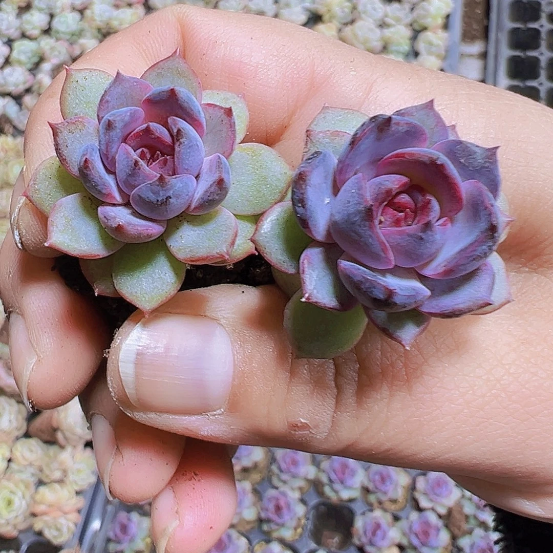 小蓝莓3个19包邮多